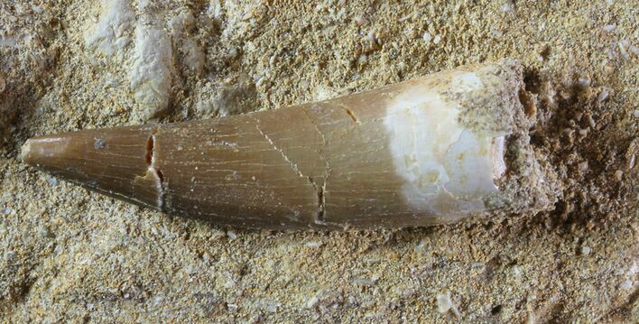 Fossil Plesiosaur (Zarafasaura) Tooth In Rock #61103